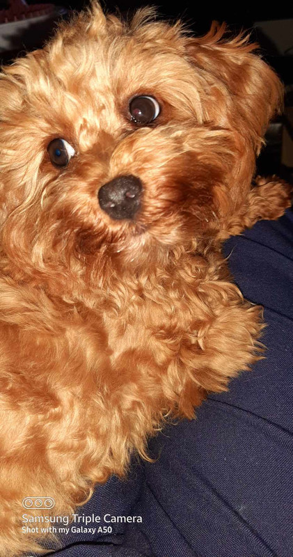 Messenger_creation_1067335171627258