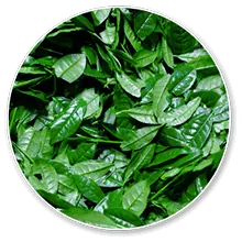 Green Tea Catechins (GTC)