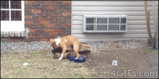 tumblr-abcfbbedadf8d66c6e3c405138f18b65-eab6dc78-400.gif