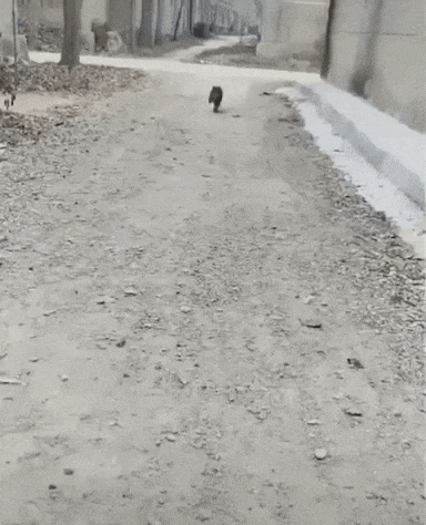 daily-gifdump-3395-29.gif