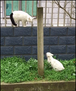 Hilarious-Cat-GIF-The-ultimate-cat-fight-and-Double-SPLASH-hahaha-ok-cats.gif