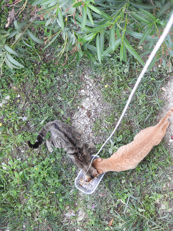 E mačke DSCN0457 (1)