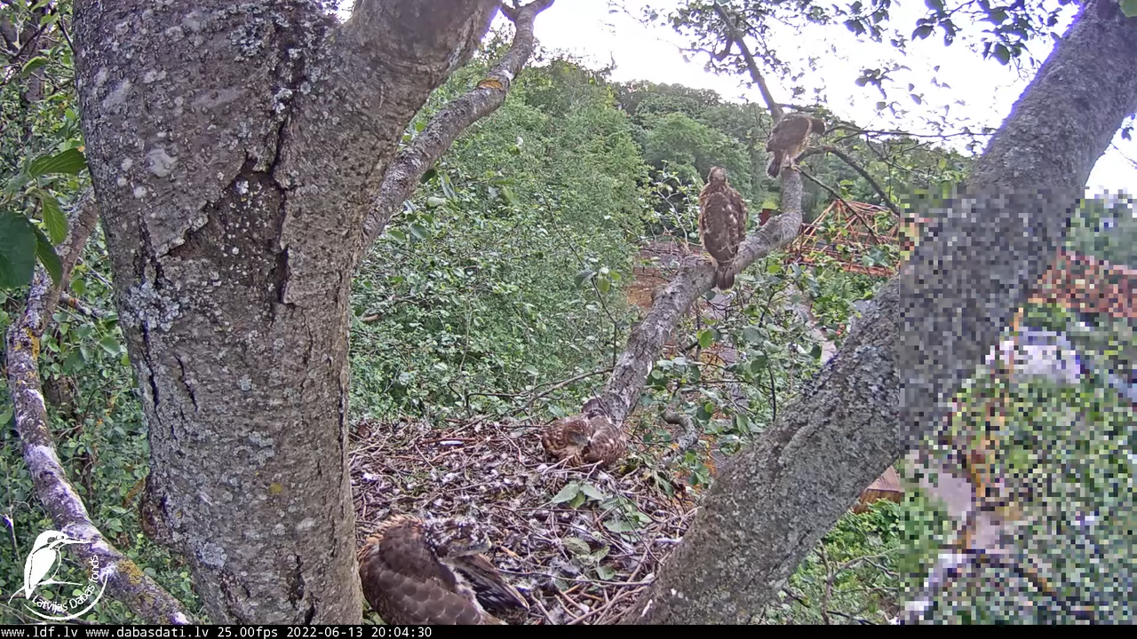 Vistu vanags (Accipiter gentilis) Rīgā - LDF tiešraide __ Goshawks, Riga, Latvia 14-8-9 screenshot