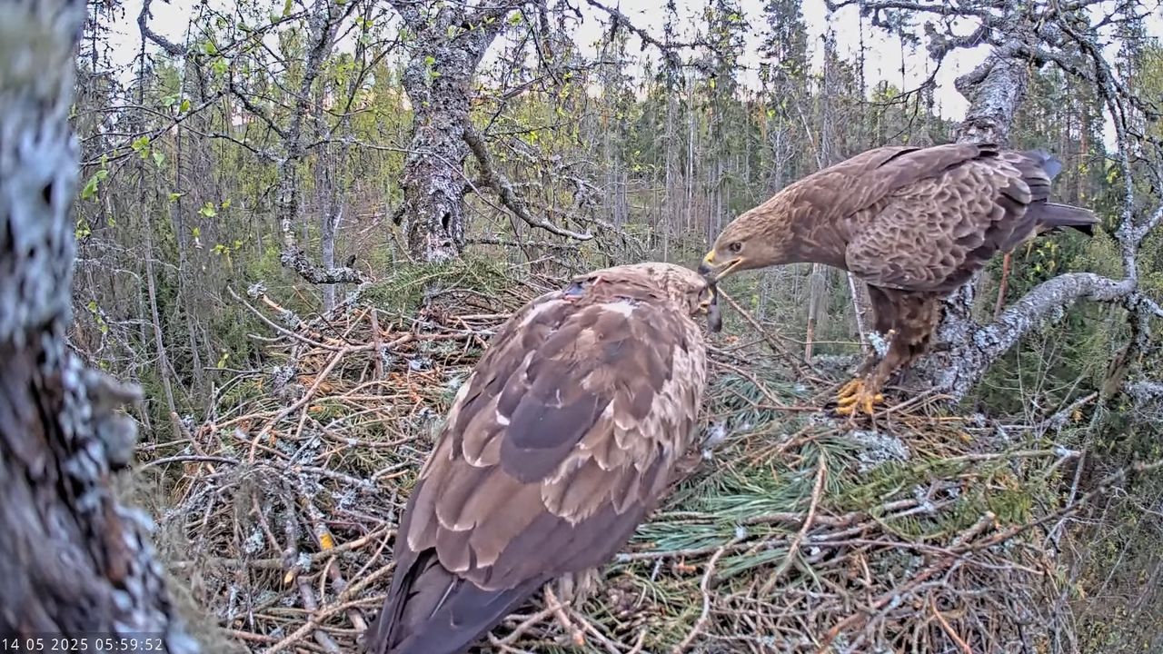 Väike-konnakotkas __ Clanga pomarina __ Lesser Spotted Eagle 9-32-34 screenshot