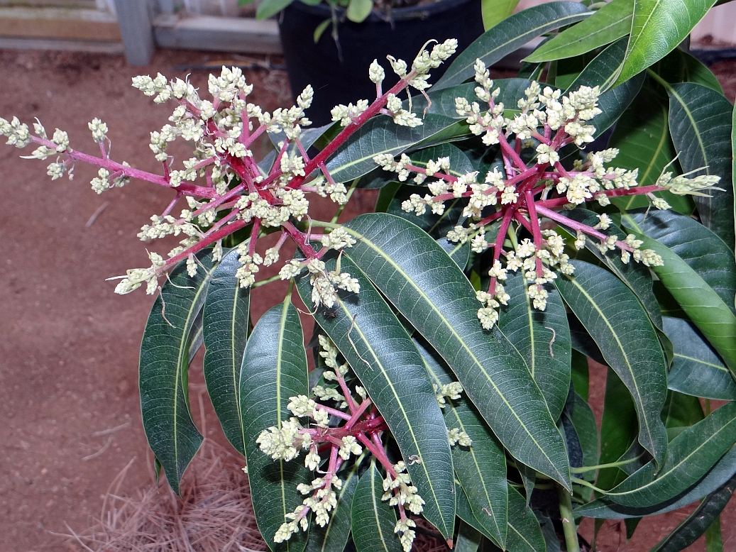 PickeringFlowersMarch2014