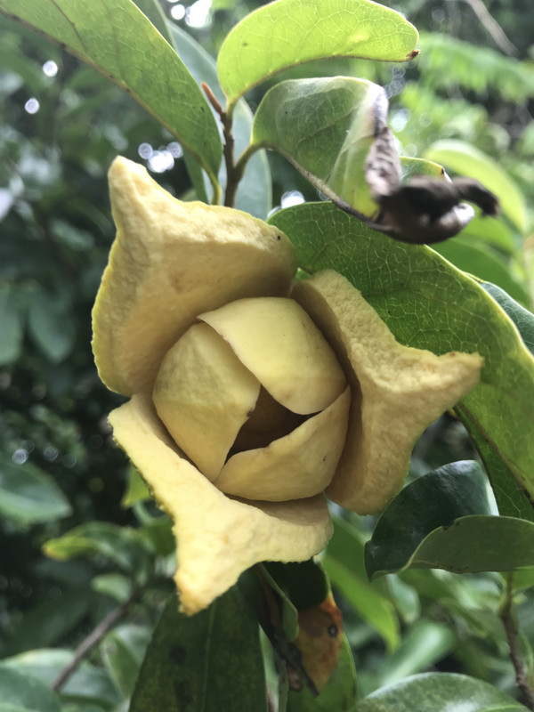 Guanabana Flowera 1112018