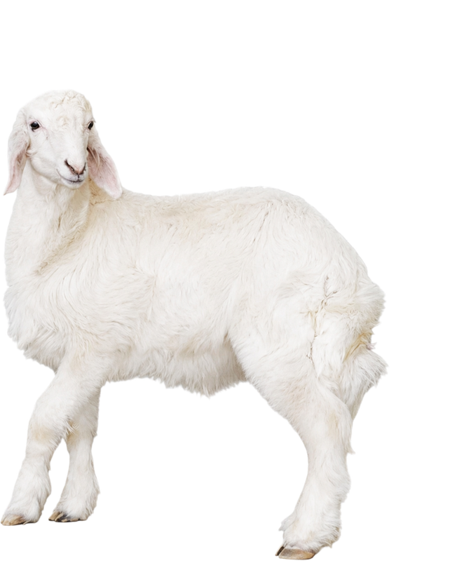 صغير