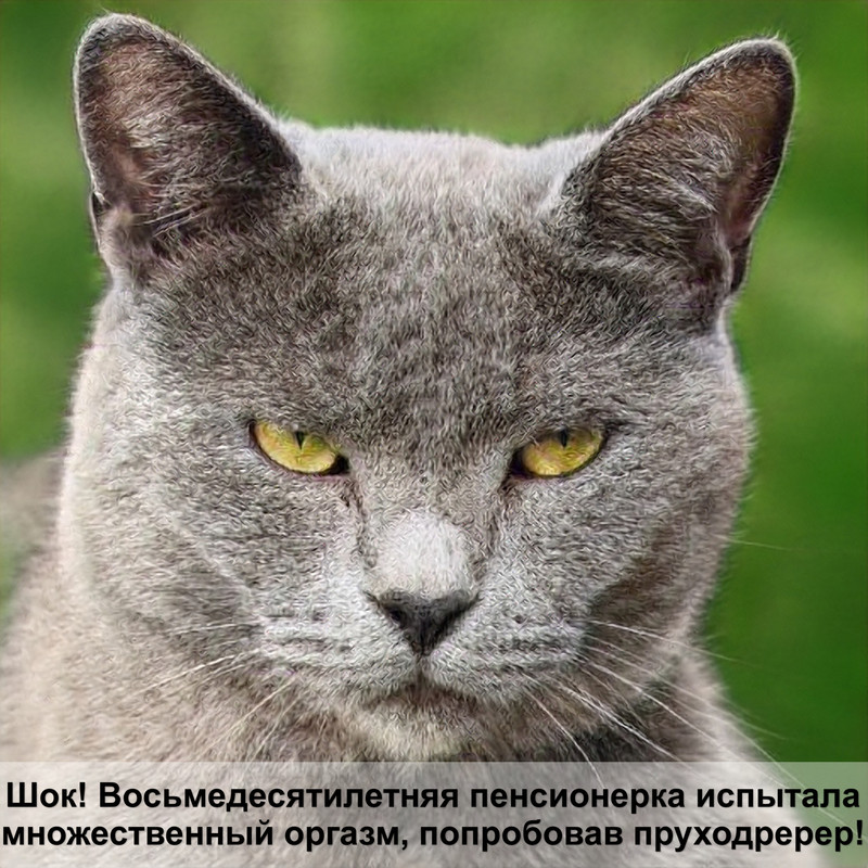 британская кошка голубого окраса