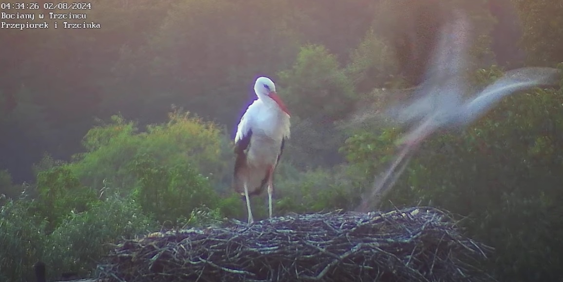 notolecepowiedzialprzepiorek