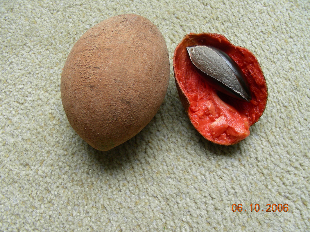 Pouteria sapota - Mamey var. Sangre de toro .