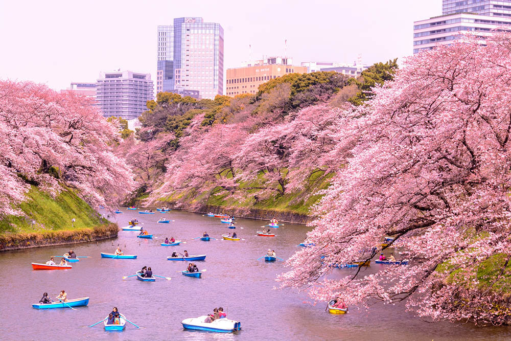 Cherry Blossoms Celebrated in Japan