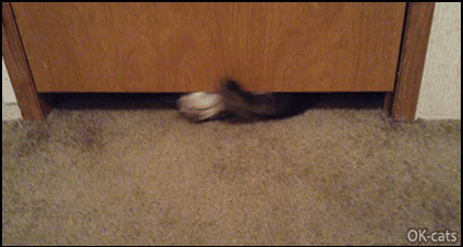 Amazing-Cat-GIF-Just-an-incredible-adult-big-cat-going-under-a-door-He-is-liquid-and-boneless.gif