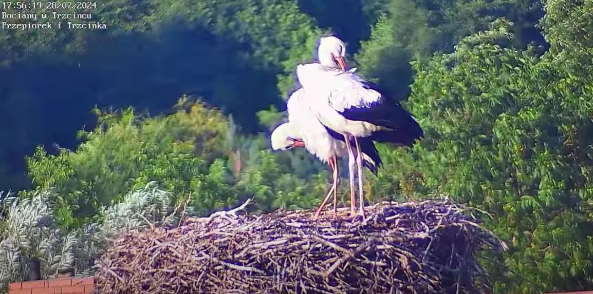 pielegnacjapiorekbolecimynadzikiechlopy