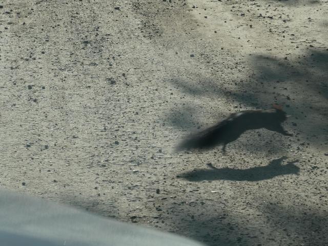 Sucrerie de la Montagne y Parc Omega - DOS SEMANAS EN EL ESTE DE CANADÁ (ONTARIO Y QUÉBEC) (24)