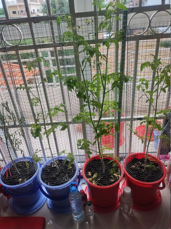 Tomatoes 261017
