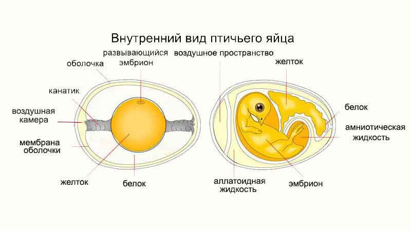 Процесс инкубации яиц орляков особенности и длительность