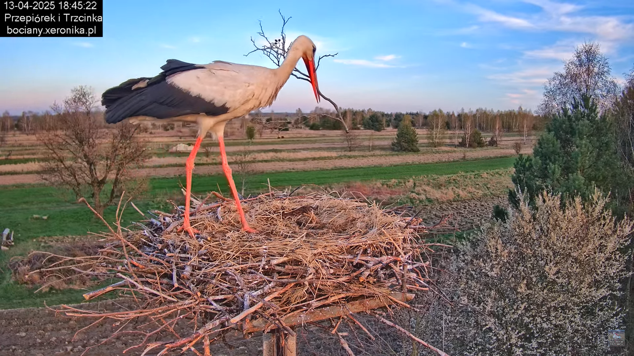 13042025bociany15