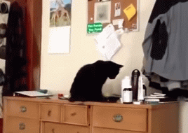 Cat-Cup2.gif