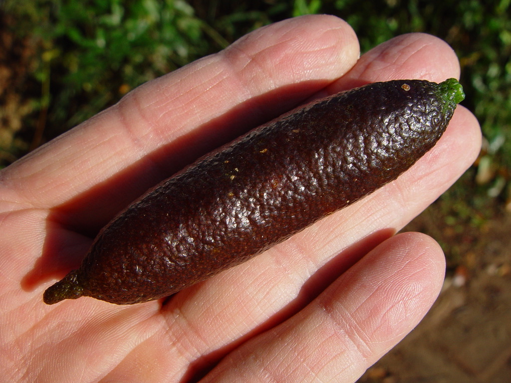 Finger Lime
