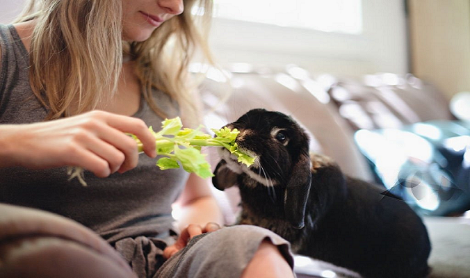 Can Bunnies Eat Celery