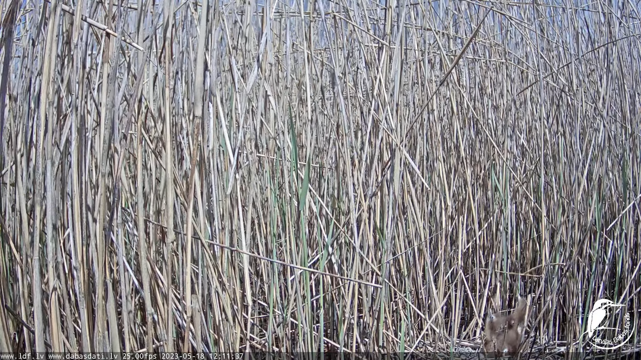Lielais dumpis (Botaurus stellaris) Engurē - LDF tiešraide 13-12-2 screenshot