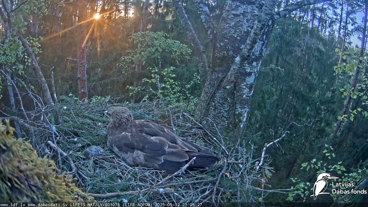 Mazais ērglis (Clanga pomarina), ligzda bērzā 13-11-7 screenshot