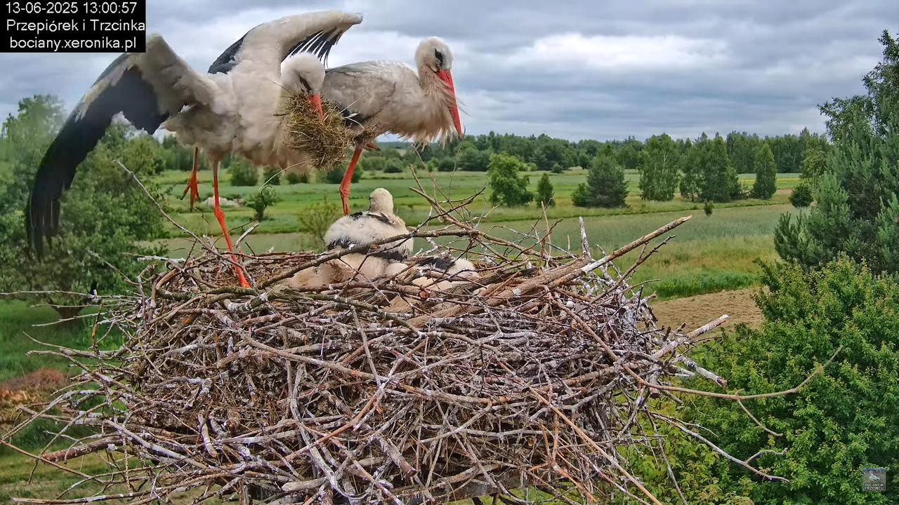 13062025bociany31