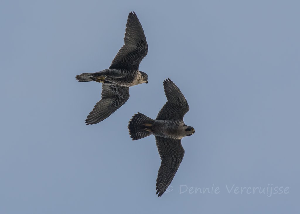 Foto's van Dennie. 2020 - Pagina 6 Sv1111c