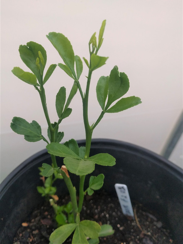 Notched leaf