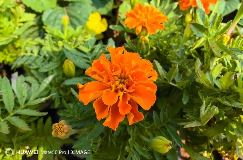 Registra buenos momentos con Huawei Mate 50 Pro Modo-macro-de-huawei-mate-50-pro