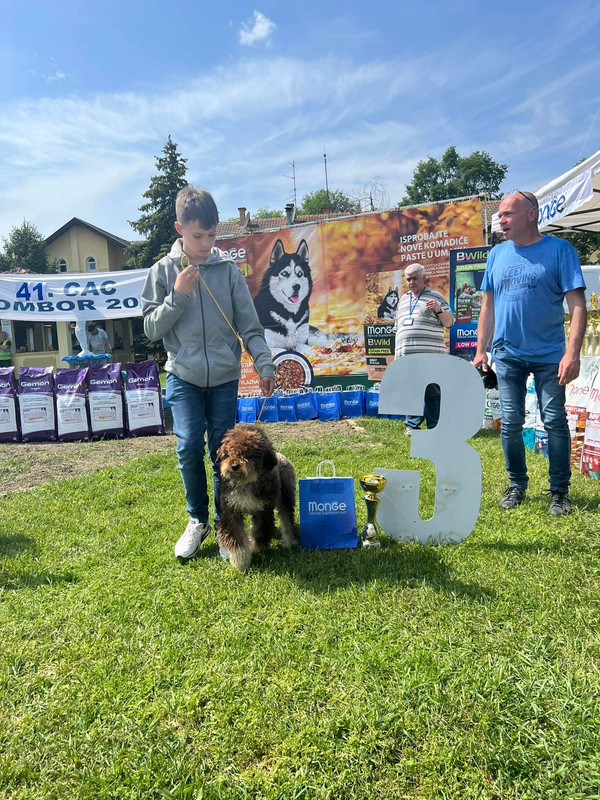 Lagotto Romagnolo stud male Jegger – Ideal Dale kennel, FCI registered, available in Alabama USA