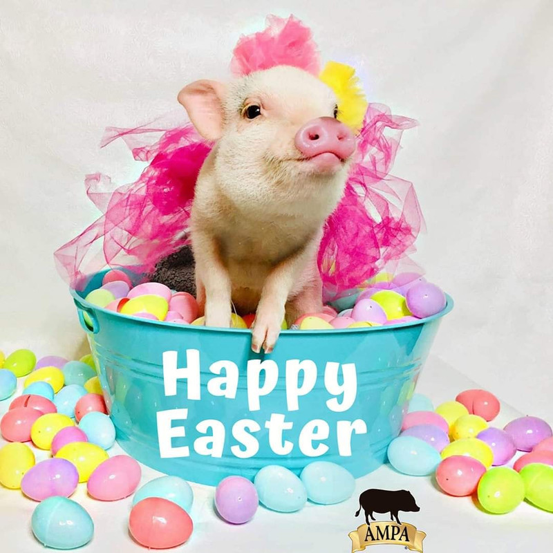 92953469-2704635573106780-7583580190693916672-n-jpg-nc-cat-105-ccb-1-7-nc-sid-7b2446-nc-ohc-j8d-FI