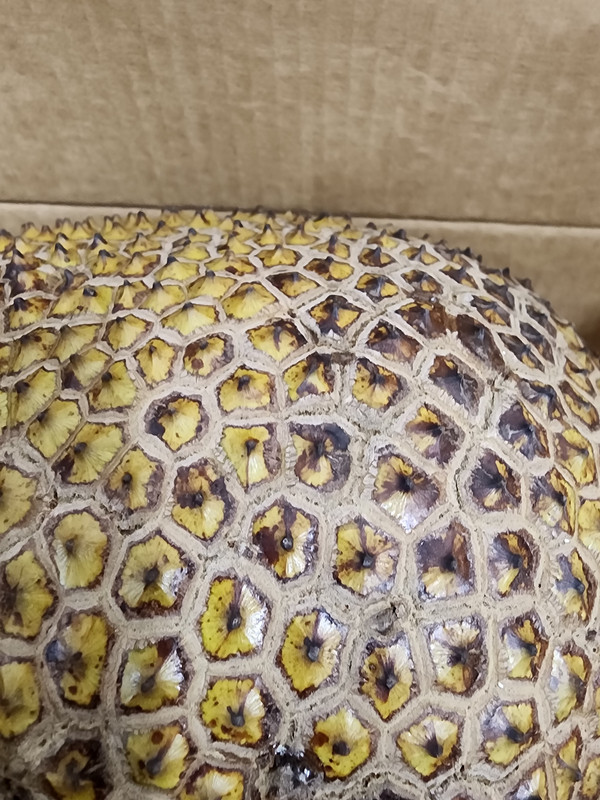 jakfruit_flattened_spines_20240505_185310