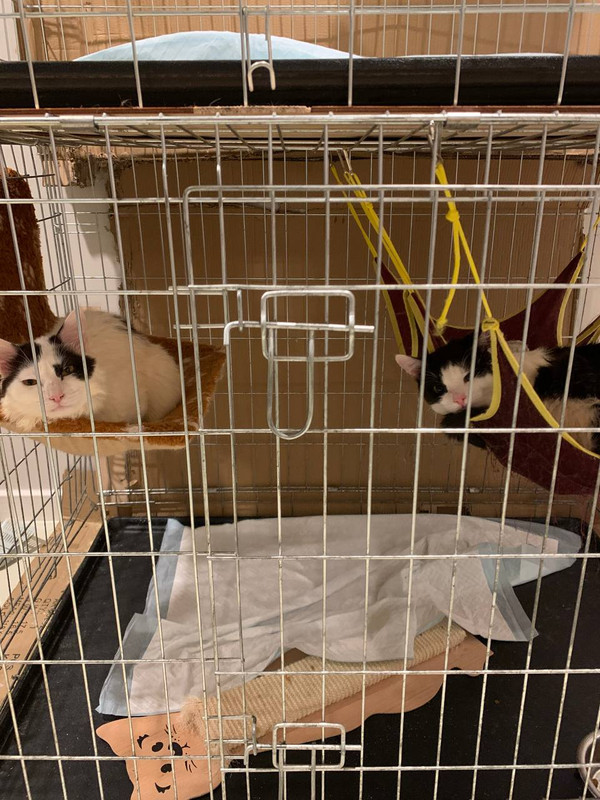 C29FD1BB-861B-47FF-87B6-360EECE26C13