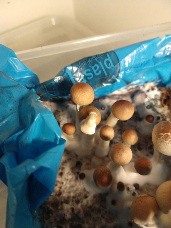 IMG_20201201_203206650