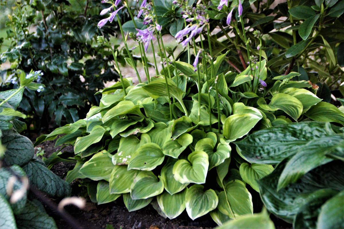 Хоста /Hosta /Функия - Page 146 - Форум HobbyKafe.com