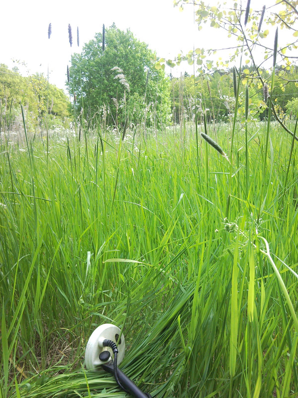 2015-06-07 @11-57-36 - metsäpelto