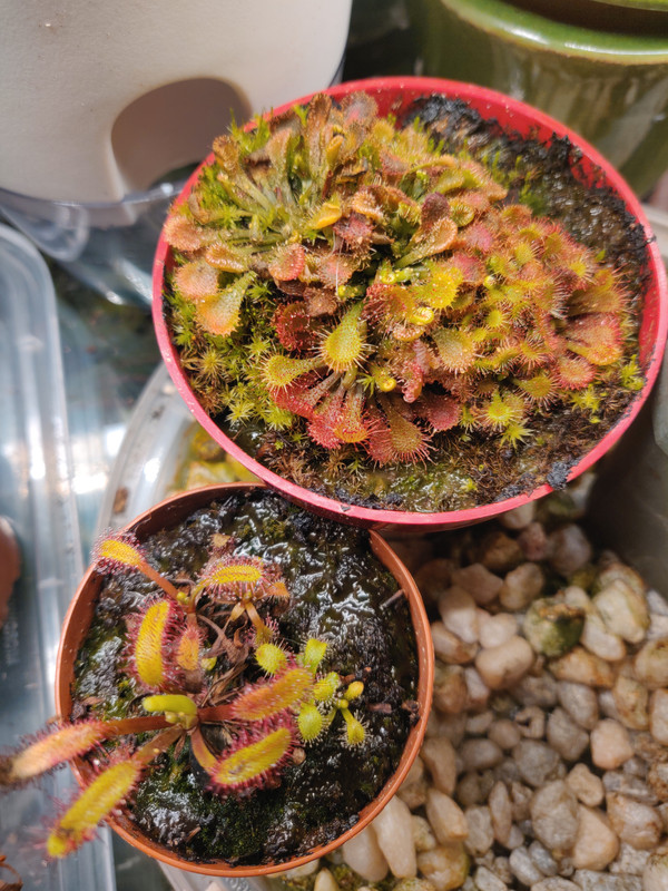 How to eliminate aphids on sundews i ve been hitting these with