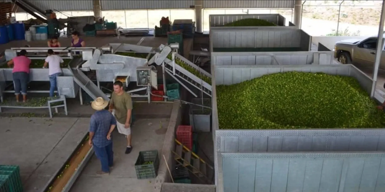 Productores de limón sufren extorsión por el crimen organizado en Michoacán