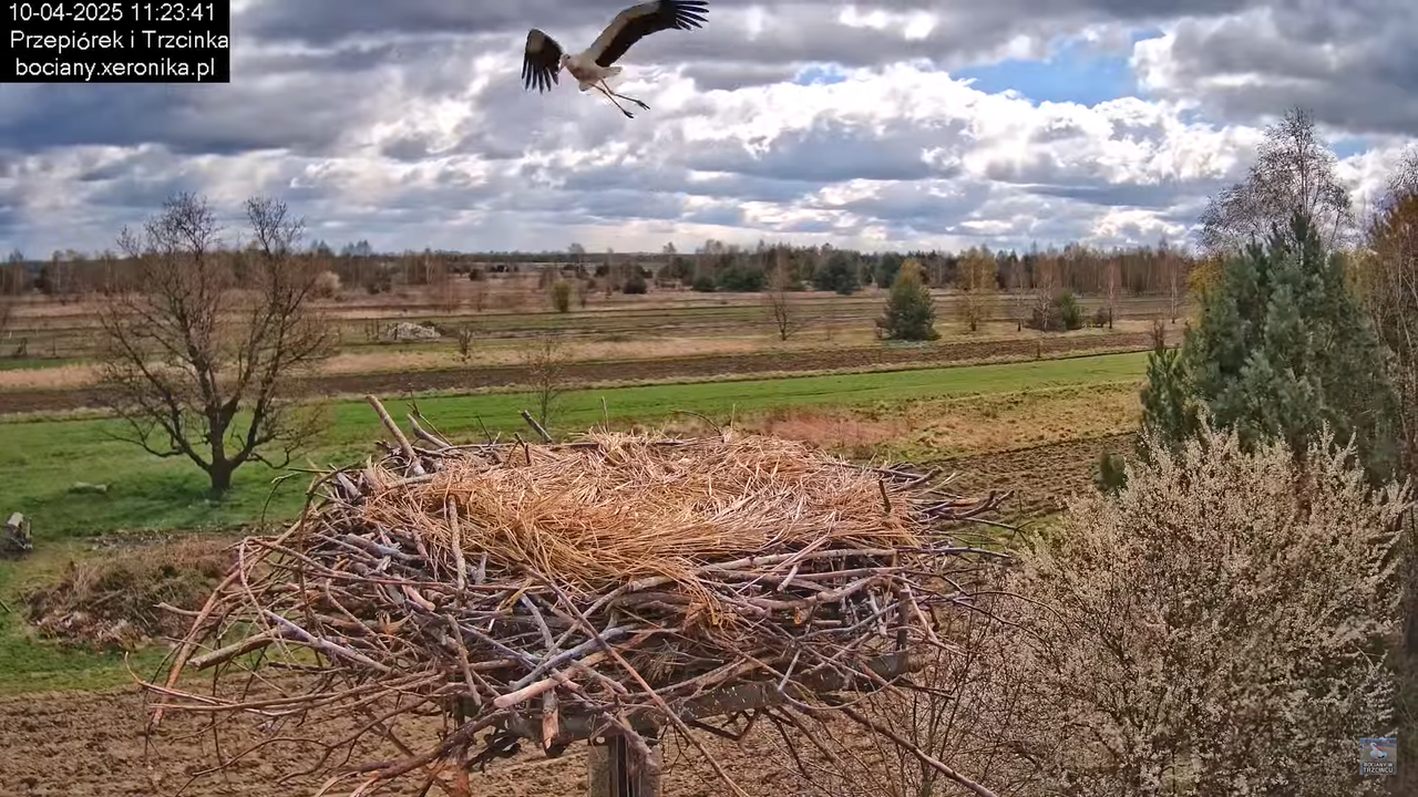 10042025bociany (27)