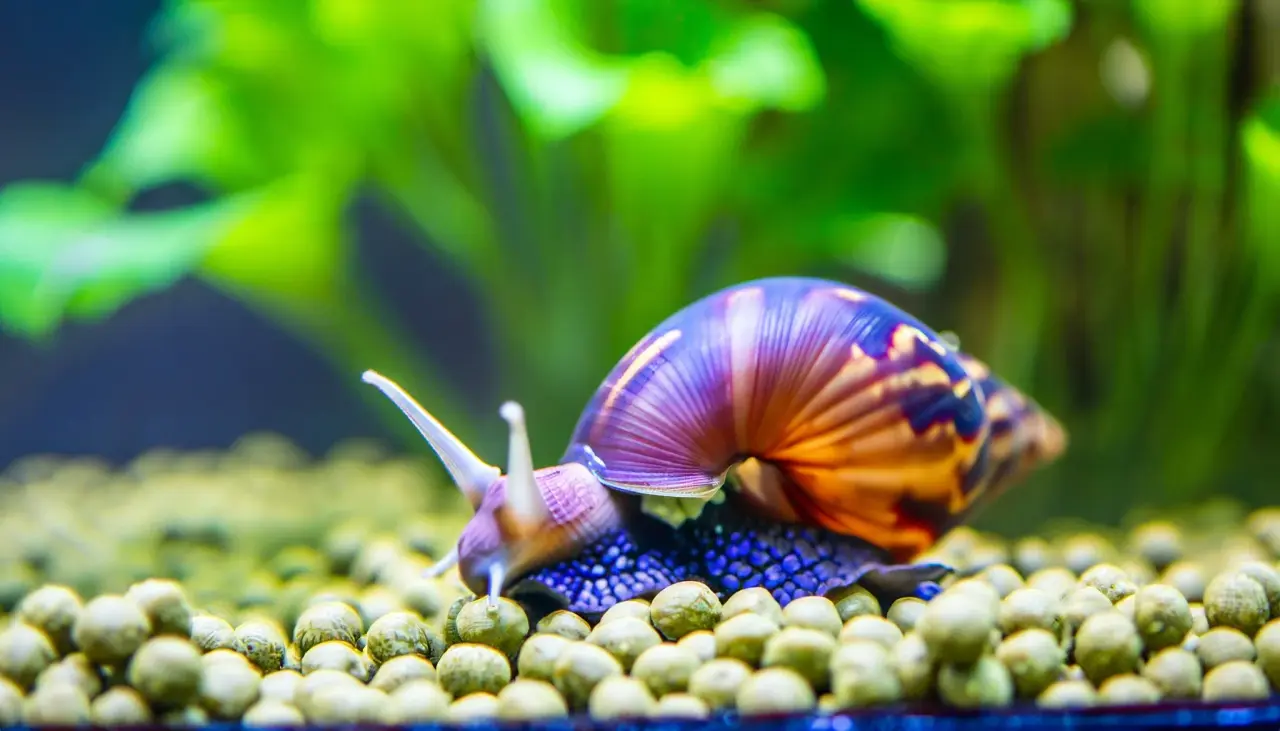 What Do Aquarium Snails Eat?