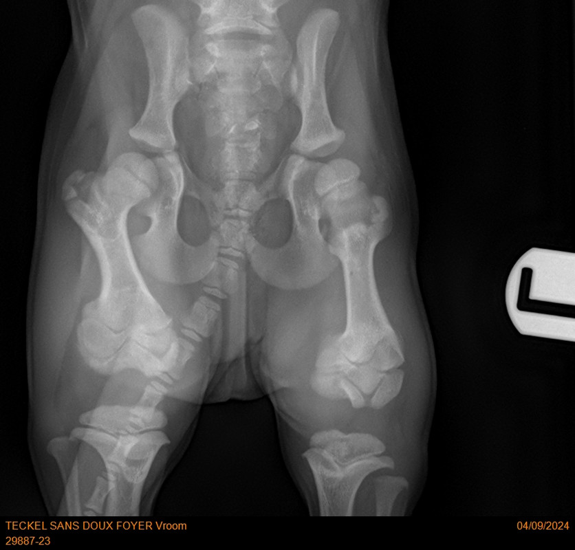 [Image: 29887-23-TECKEL-SANS-DOUX-FOYER-Vroom-20789.jpg]