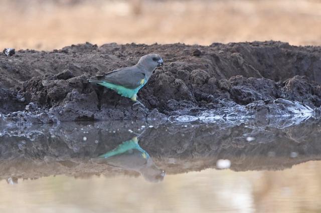 Aves do Botswana - Agosto 2019 Meyer-s-parrot