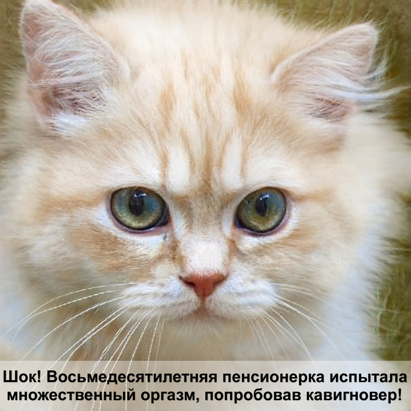 породы кошек с названиями