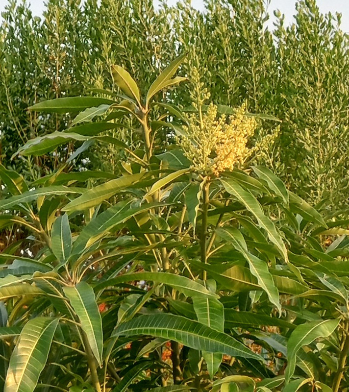 IMG_20240511_192729397_HDR~2