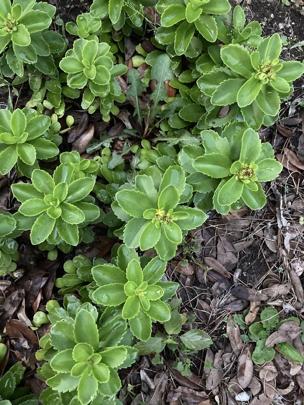 [Image: Succulents-in-Allen.jpg]