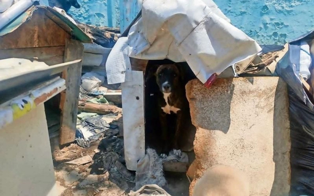 Detienen a hombres por robar perros en CDMX; aseguran que los vendía en tacos