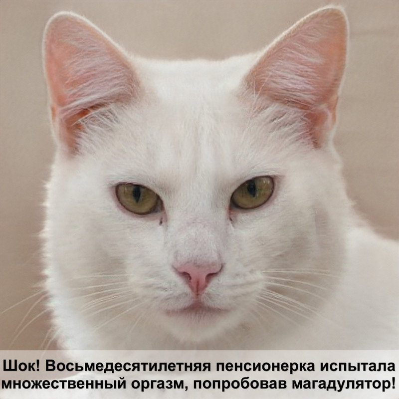 бобтейл кошка окрас сиамский