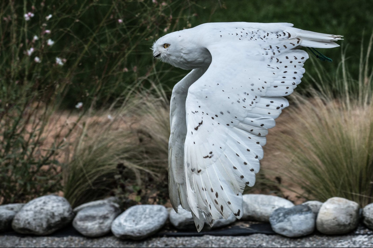 white-owl.jpg