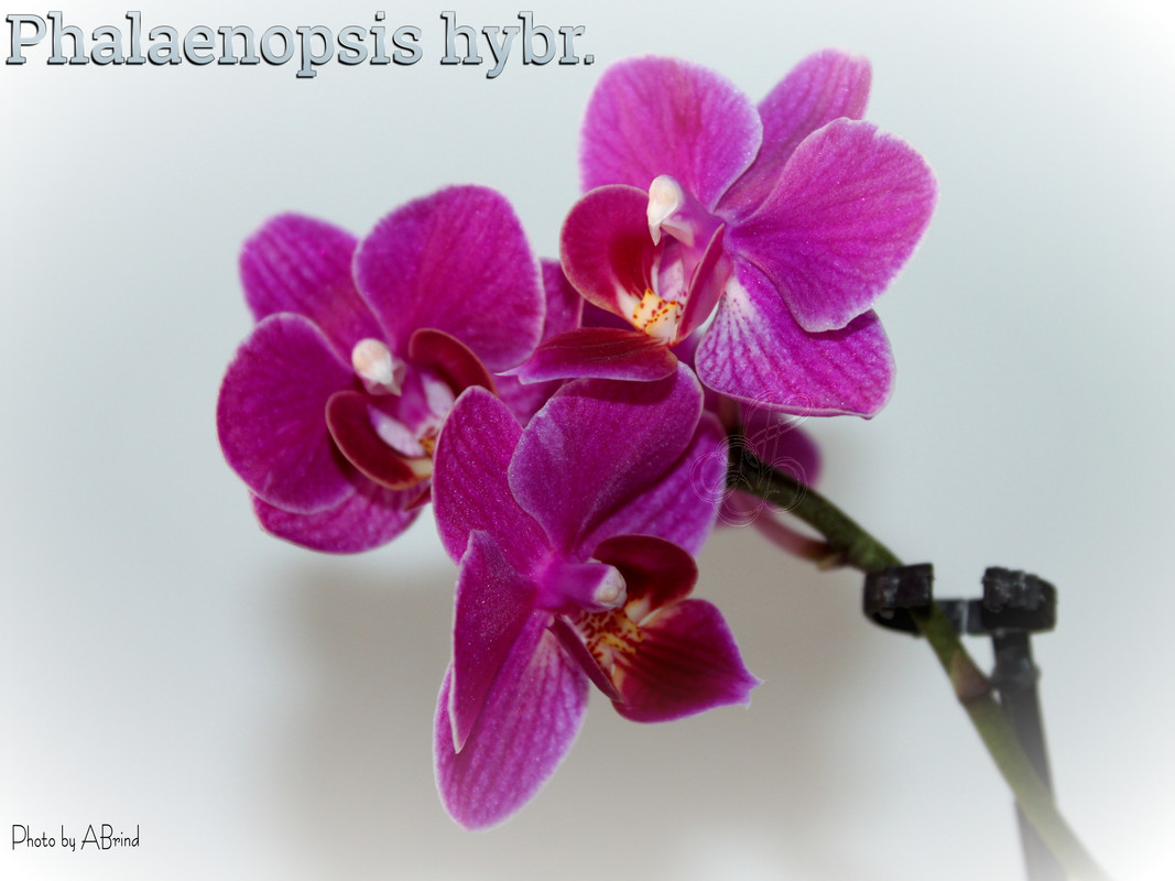 photostudio_1642016833540